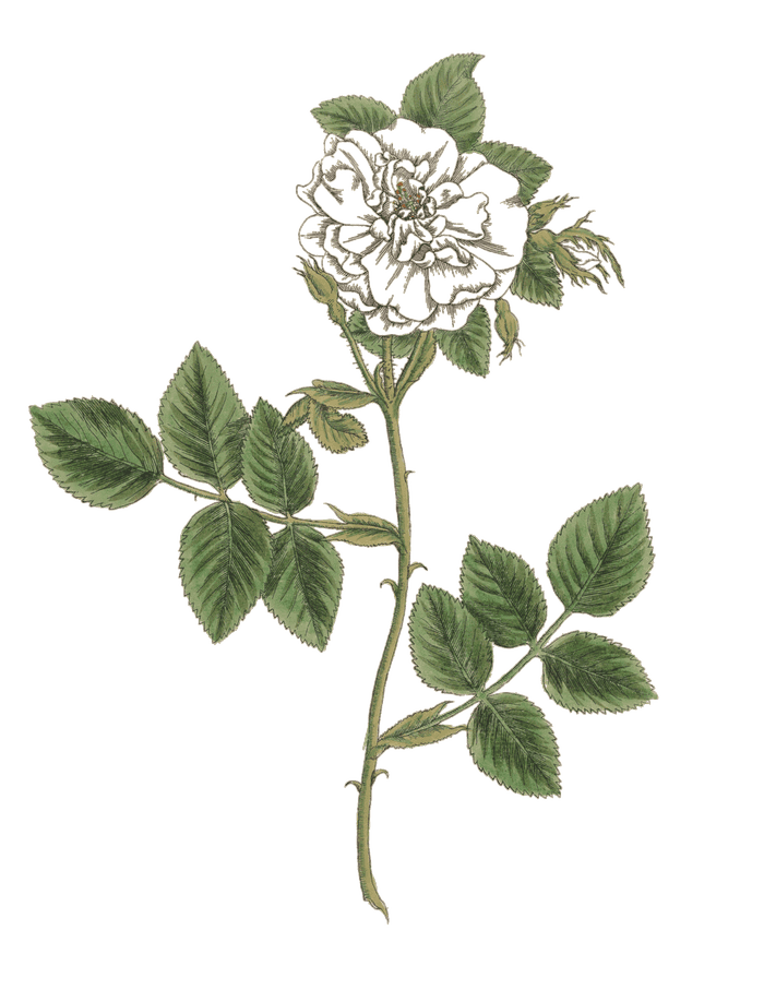 Elizabeth Blackwell — The White Rose, A Curious Herbal (1737)